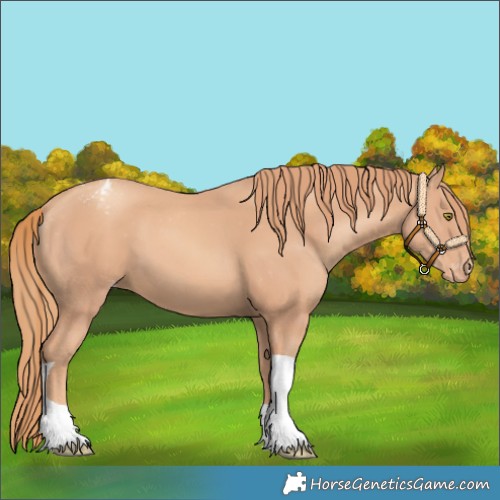 Horse Color:Gold Champagne Tobiano Varnish 