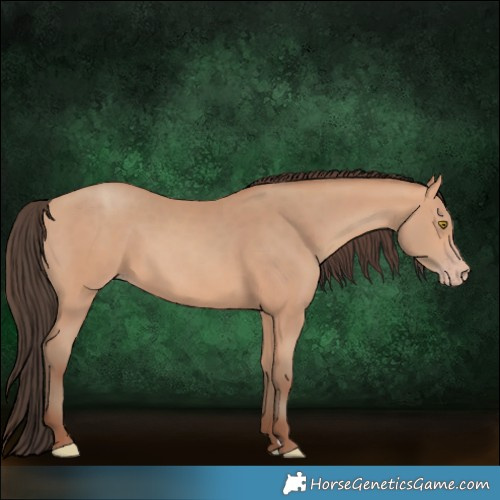 Horse Color:Amber Champagne