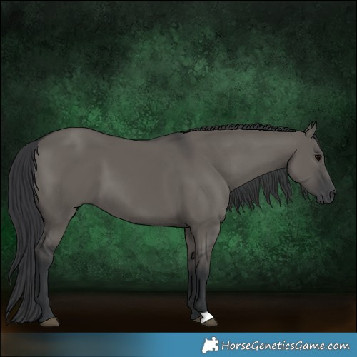 Horse Color:Grullo 