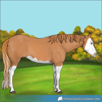 Horse Color:Chestnut Splash 