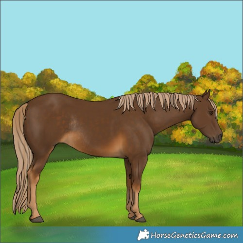 Horse Color:Chocolate Palomino Rabicano