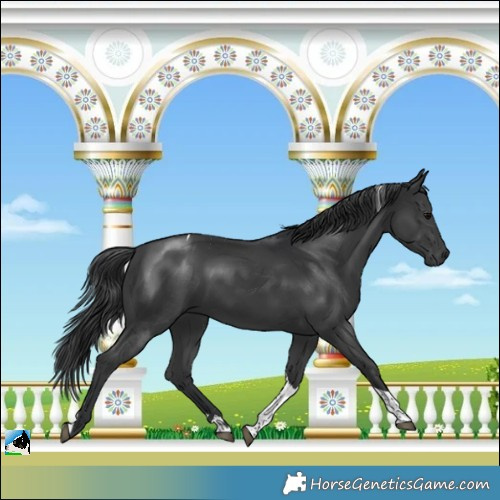 Horse Color:Black Tobiano