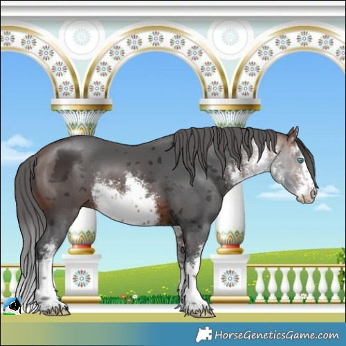 Horse Color:White Spotted Brown Merle Rabicano