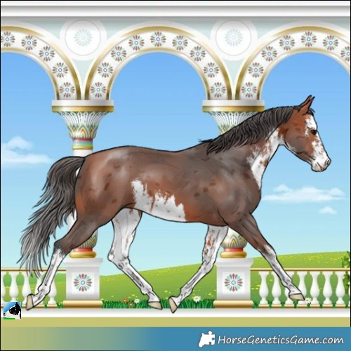 Horse Color:White Spotted Bay Merle 