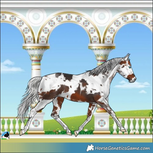 Horse Color:White Spotted Bay Harlequin Merle Tobiano Rabicano
