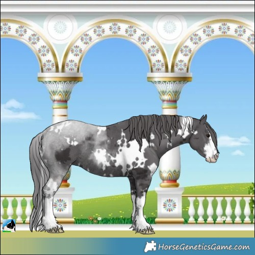 Horse Color:White Spotted Smoky Black Merle Rabicano