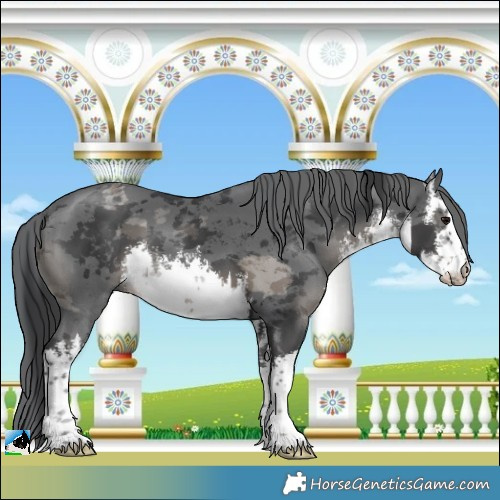 Horse Color:White Spotted Black Merle 