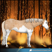 Horse Color:Palomino Roan Splash