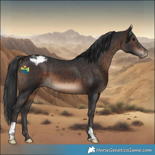 Horse Color:Brown Appaloosa
