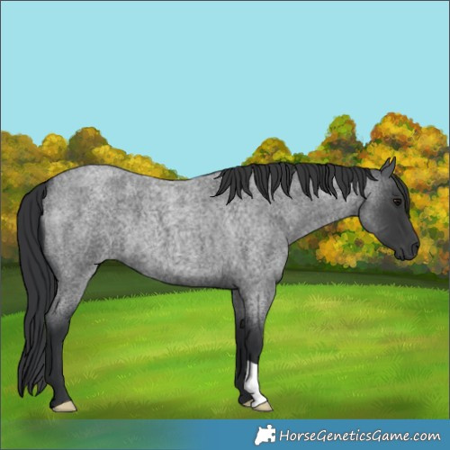 Horse Color:Blue Roan