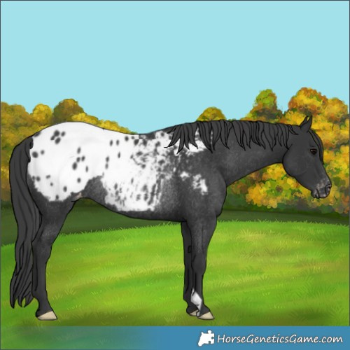 Horse Color:Black Blanket Rabicano 
