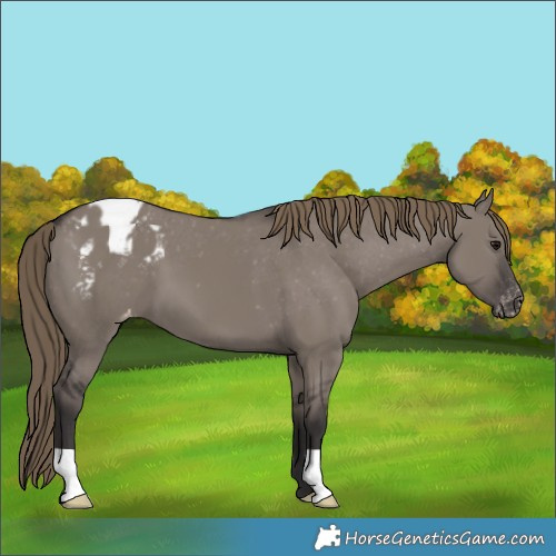 Horse Color:Smoky Grullo Appaloosa