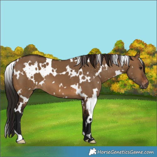 Horse Color:Gray White Spotted Bay Dun Appaloosa