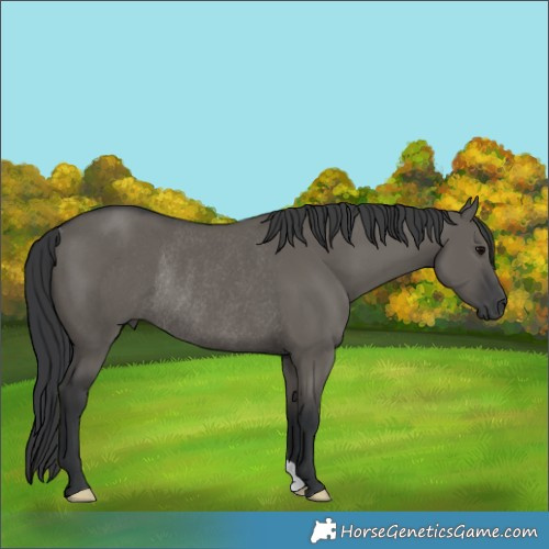 Horse Color:Grullo Rabicano