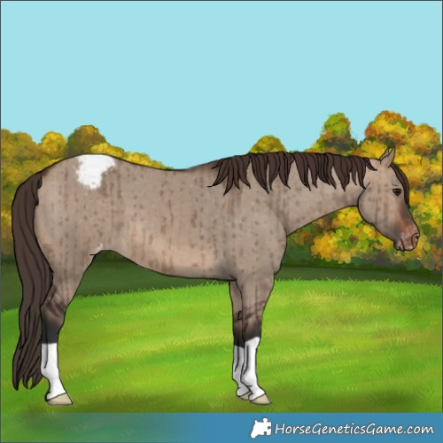 Horse Color:Brown Dun Appaloosa Brindle
