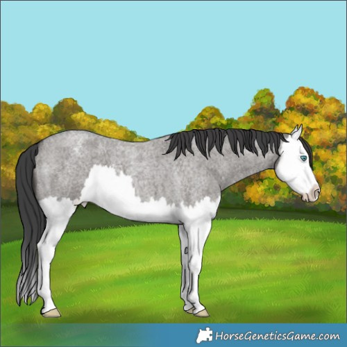 Horse Color:Grullo Roan Splash Varnish Brindle 