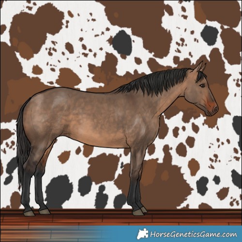 Horse Color:Bay Dun and Bay Dun