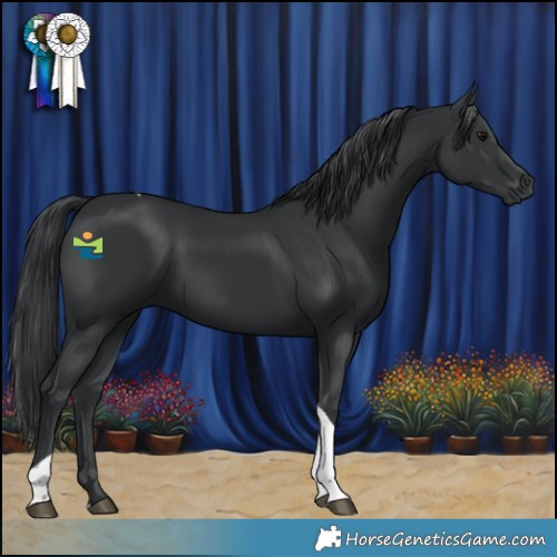 Horse Color:Black Tobiano