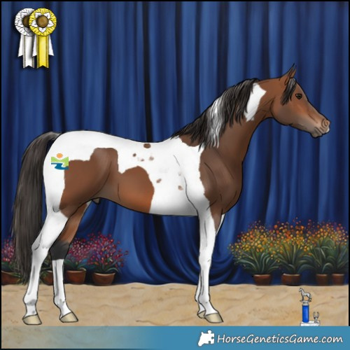 Horse Color:Bay Tobiano 