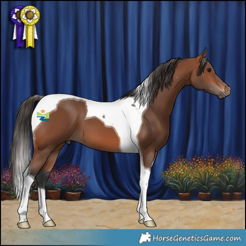 Horse Color:Bay Tobiano