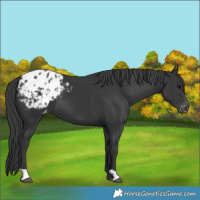Horse Color:Black Blanket