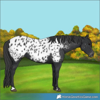 Horse Color:Black Near Leopard