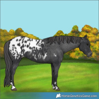 Horse Color:Black Blanket