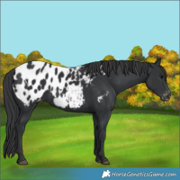Horse Color:Black Near Leopard 