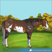 Horse Color:Bay Splash Frame