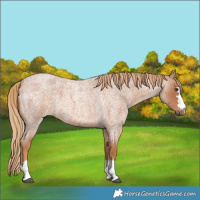 Horse Color:Red Roan