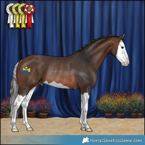 Horse Color:Brown Splash Appaloosa Rabicano