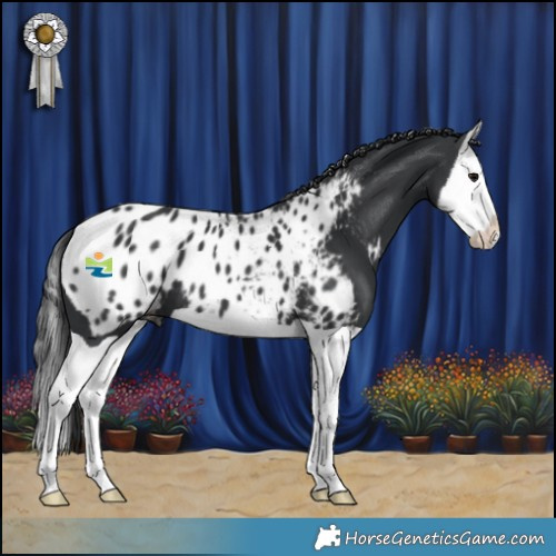 Horse Color:Black Splash Appaloosa