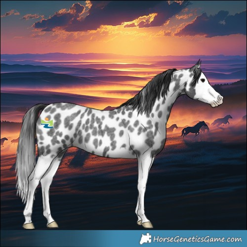 Horse Color:Blue Roan Splash Appaloosa 