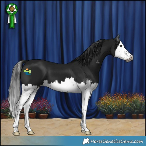 Horse Color:Gray Black Sabino Splash