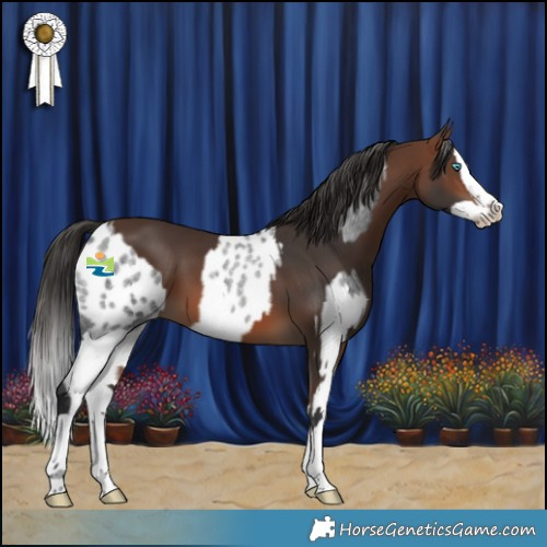 Horse Color:Blue Roan Splash Appaloosa and Brown Splash