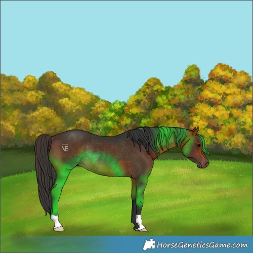 Horse Color:Bay Rabicano