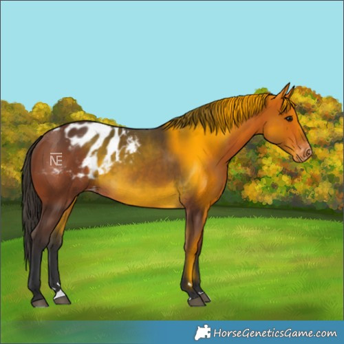 Horse Color:Bay Blanket Rabicano
