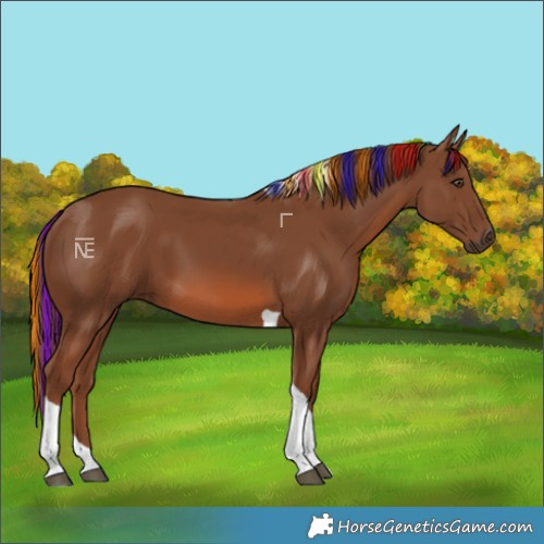 Horse Color:Painted Chestnut Tobiano