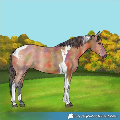 Horse Color:Nacre Bay Tobiano