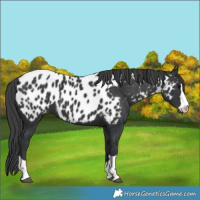 Horse Color:Black Near Leopard 