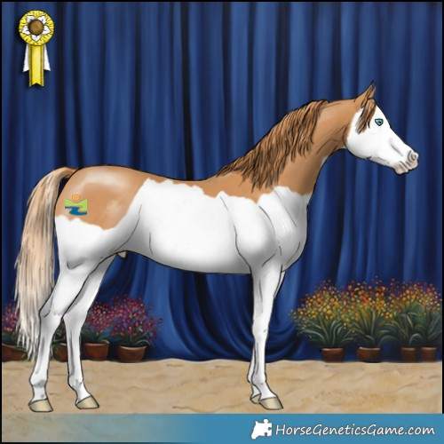 Horse Color:Chestnut Splash