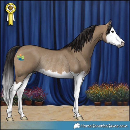 Horse Color:Gray White Spotted Bay Dun Splash Rabicano