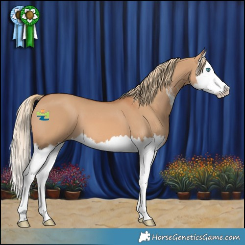 Horse Color:White Spotted Red Dun Splash 