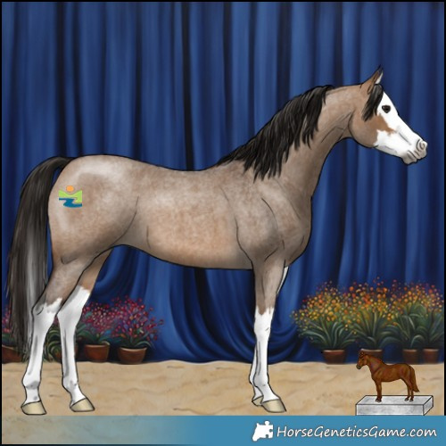 Horse Color:Gray White Spotted Bay Roan Dun Splash 