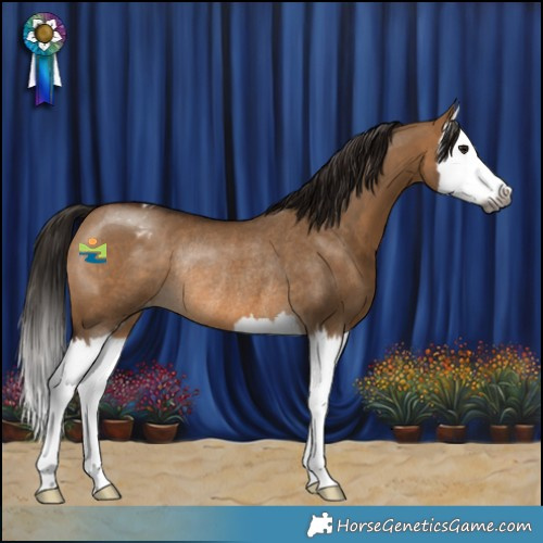 Horse Color:Gray White Spotted Bay Dun Splash Appaloosa Rabicano 