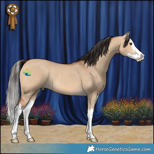 Horse Color:White Spotted Bay Dun Splash Rabicano