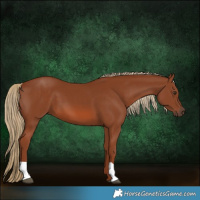 Horse Color:Chestnut 
