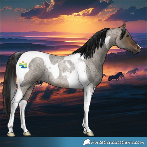Horse Color:Gray Bay Roan Dun Tobiano Rabicano
