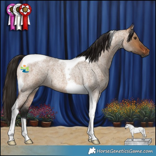 Horse Color:Gray Bay Roan Dun Tobiano Rabicano