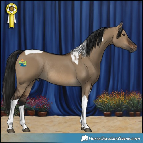Horse Color:Gray Bay Dun Tobiano Rabicano